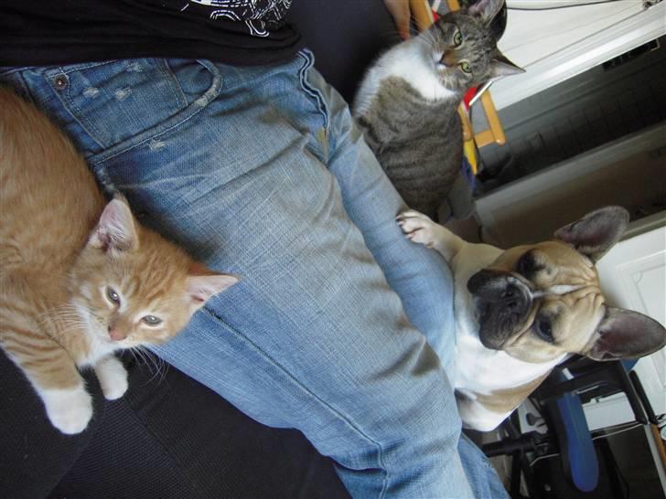 Maine Coon Chiller billede 12