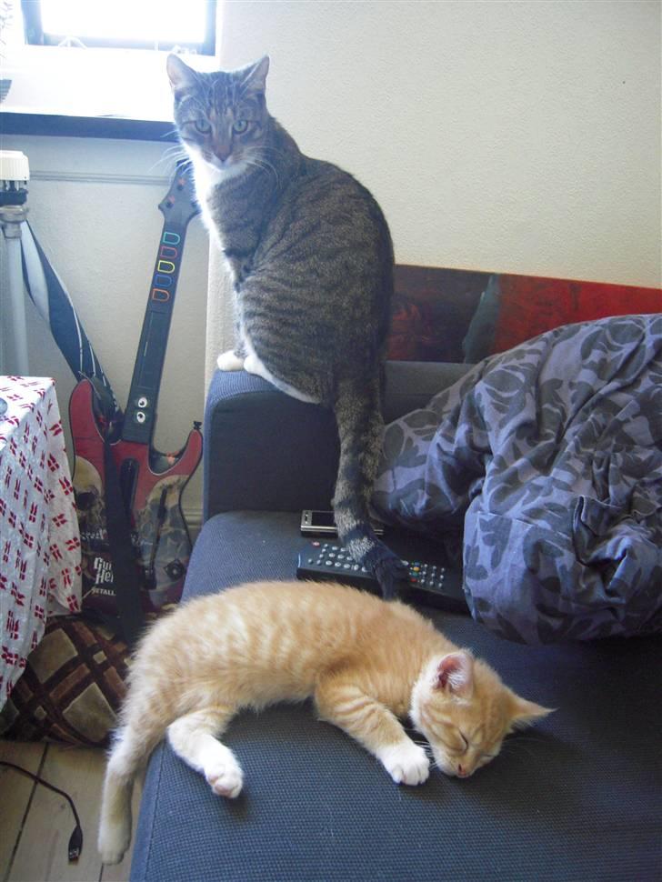 Maine Coon Chiller billede 13