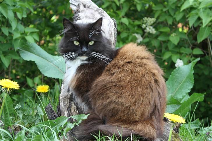 Blanding af racer Rosa - Se lige hvor fotogen jeg er ;) billede 1