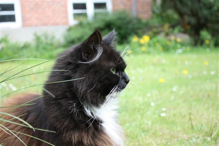 Blanding af racer Rosa - Hvad er det der er derovre? billede 2