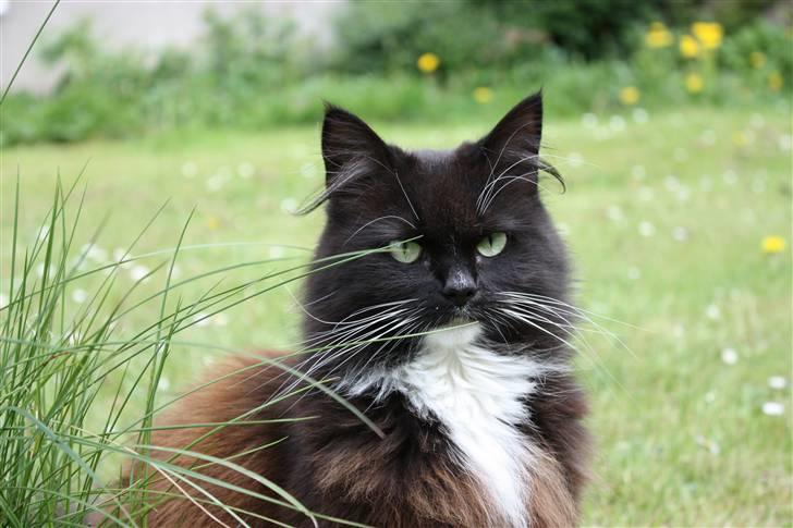 Blanding af racer Rosa - Tager du billeder, ser jeg pæn nok ud? :) billede 3