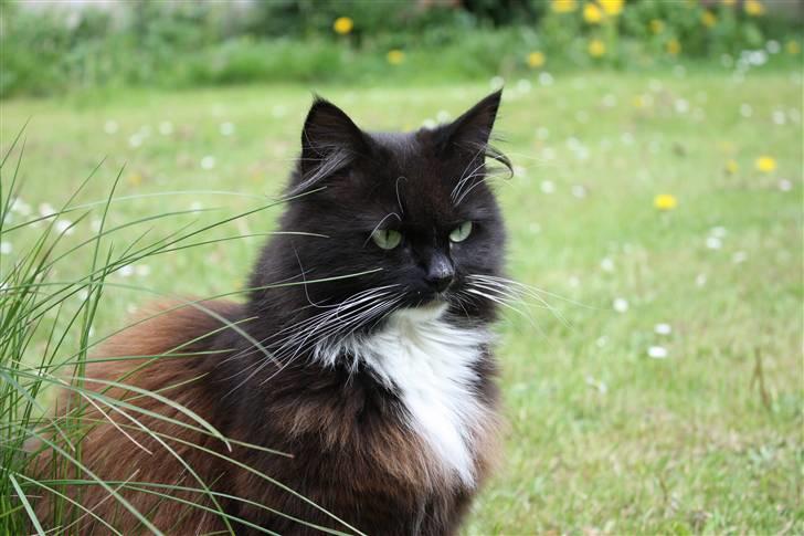 Blanding af racer Rosa billede 4