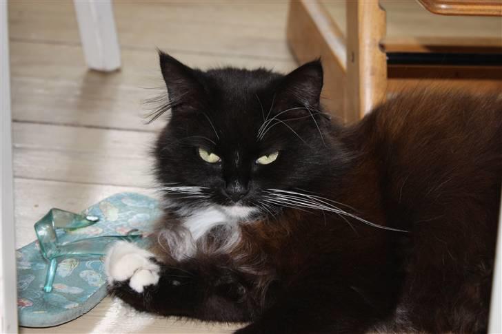 Blanding af racer Rosa - Man ska jo vaske sig en gang imellem :) billede 5