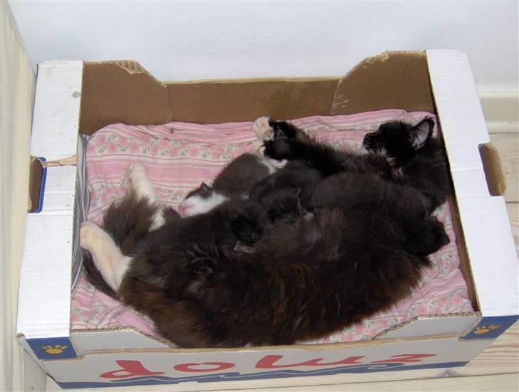 Blanding af racer Rosa - Her er jeg med mit første kuld. billede 6