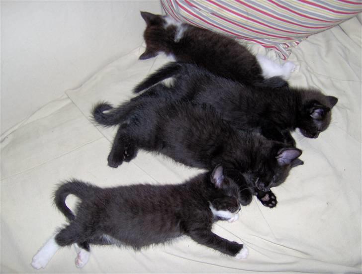 Blanding af racer Rosa - Nåhh, her ligger mine første killinger :) billede 7