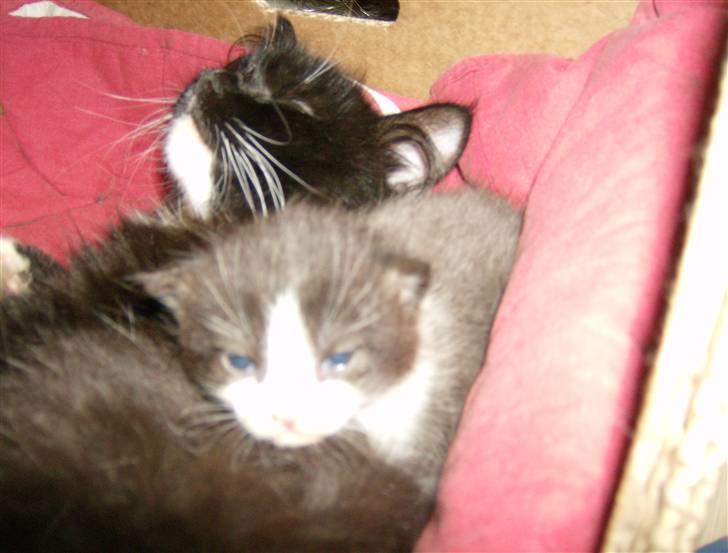 Blanding af racer Rosa - Det er mig sammen med Findus :) (Fra andet kuld) billede 8