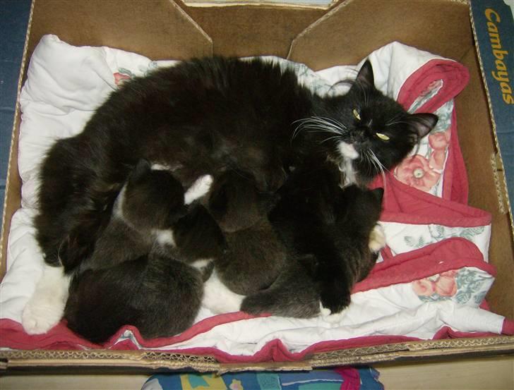 Blanding af racer Rosa - Puhaa, det er hårdt at give mad til fire killinger. (andet kuld) billede 9