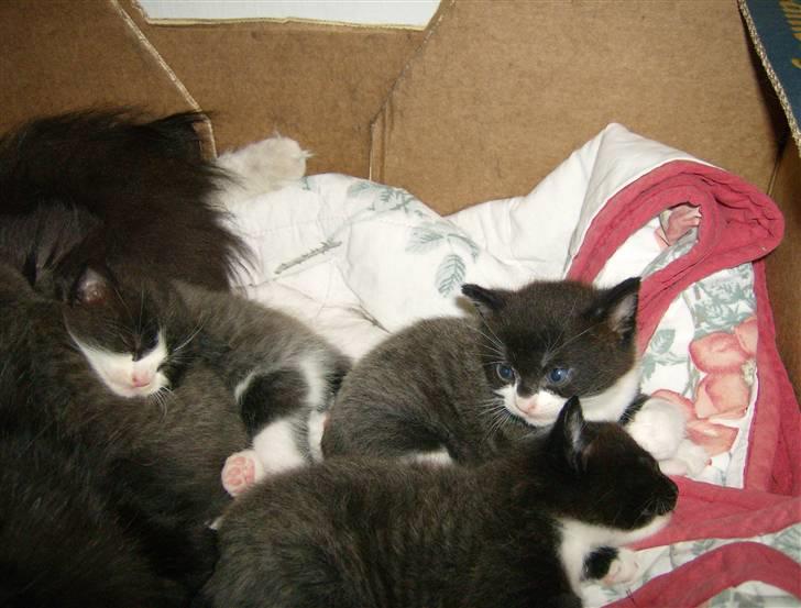 Blanding af racer Rosa - Mig og mit andet kuld. billede 10