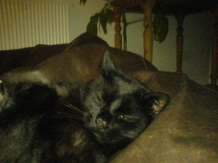 Huskat Tarzan - Nr.1 sover billede 1