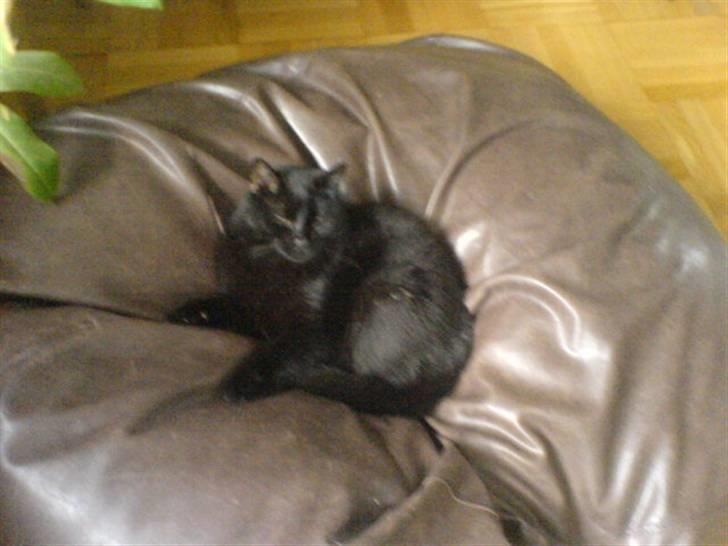 Huskat Tarzan - Nr.2 sover igen igen x) billede 2