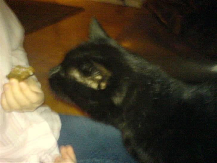 Huskat Tarzan - Nr.3 lille tiggerøv! x) billede 3