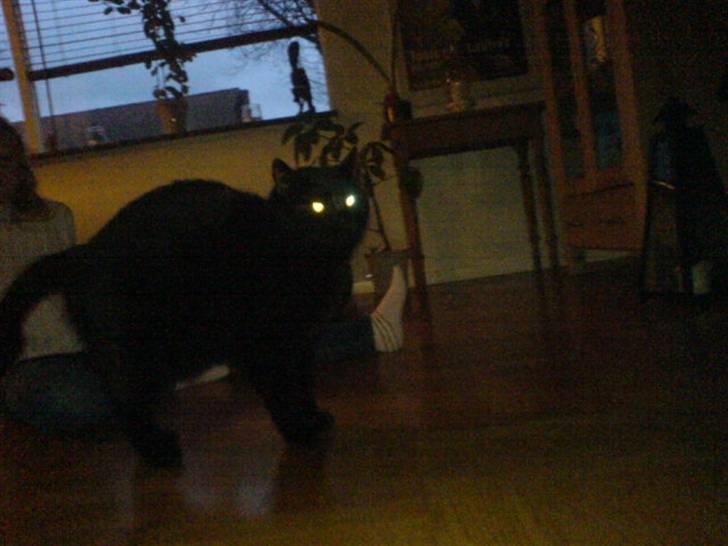 Huskat Tarzan - Nr.4 billede 4