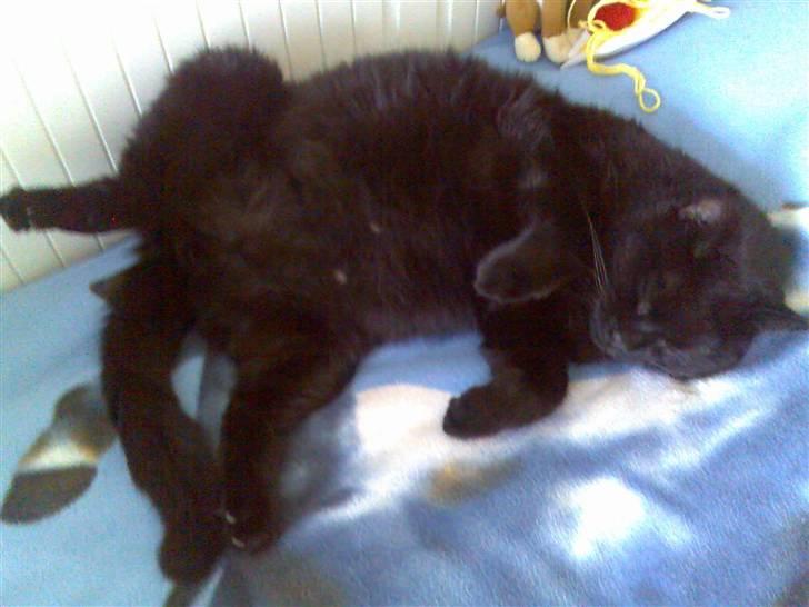 Huskat Tarzan - Nr.5 sover igen igen x) billede 5