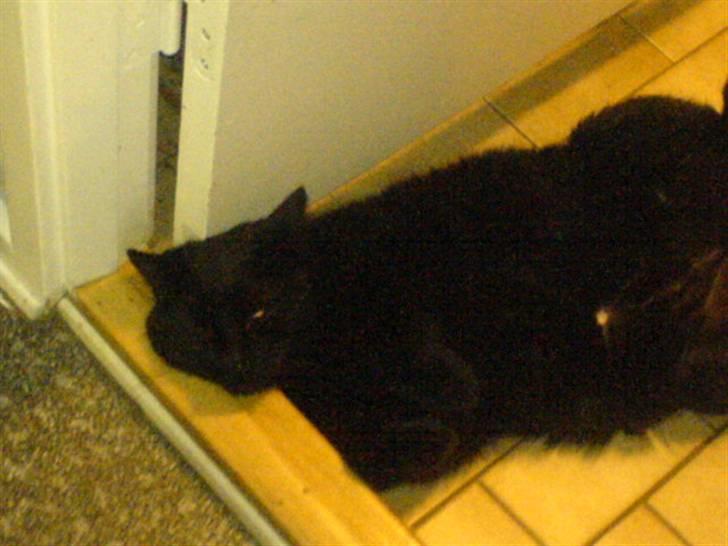 Huskat Tarzan - Nr.6 sover igen igen igen x) billede 6