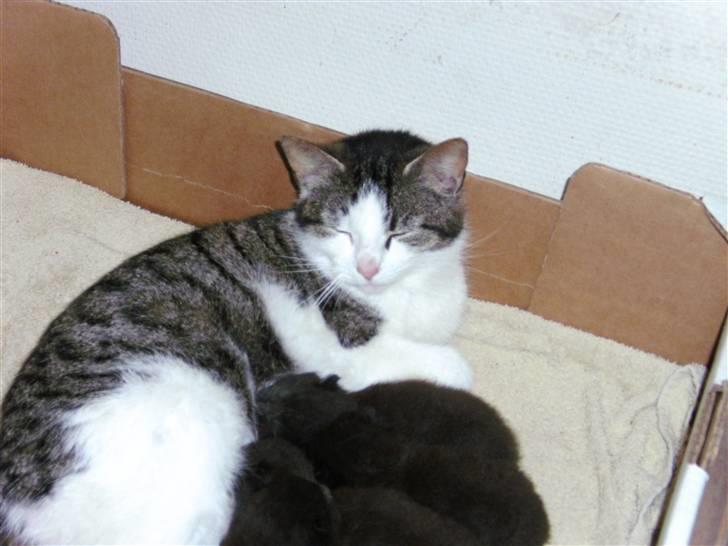 Huskat mille billede 7