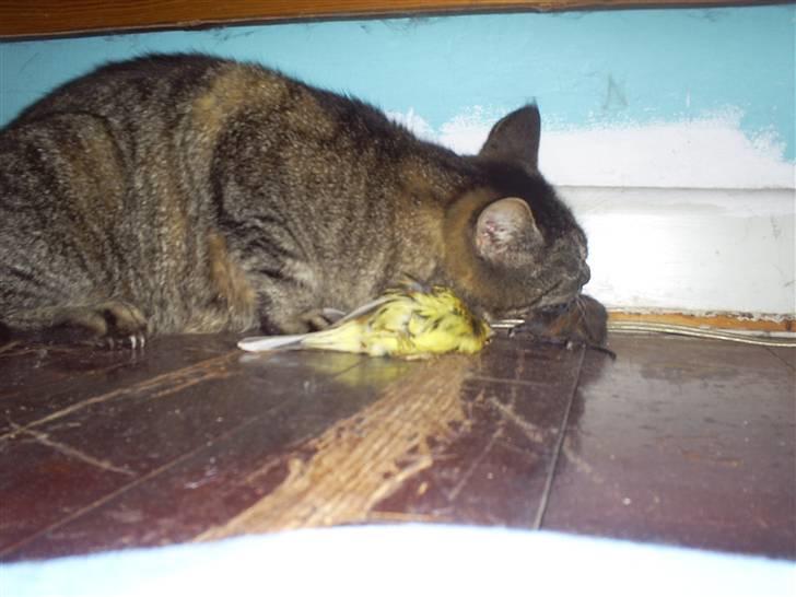 Huskat Marci billede 15