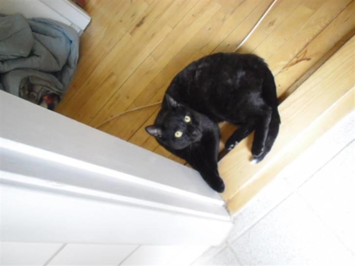 Blanding af racer Blackie billede 9