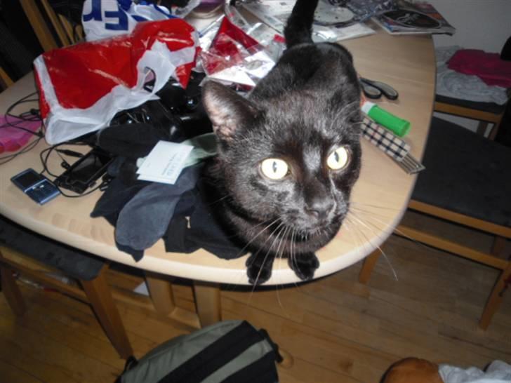 Blanding af racer Blackie billede 10