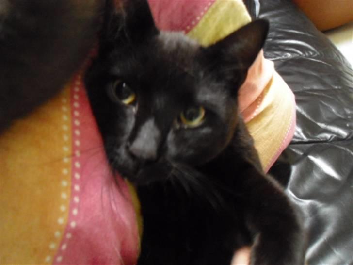 Blanding af racer Blackie billede 11