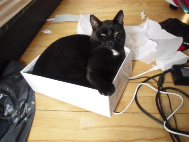 Blanding af racer Blackie billede 12