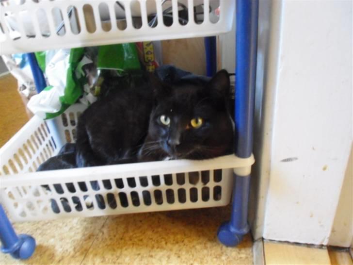 Blanding af racer Blackie billede 13