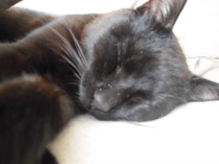 Blanding af racer Blackie billede 15