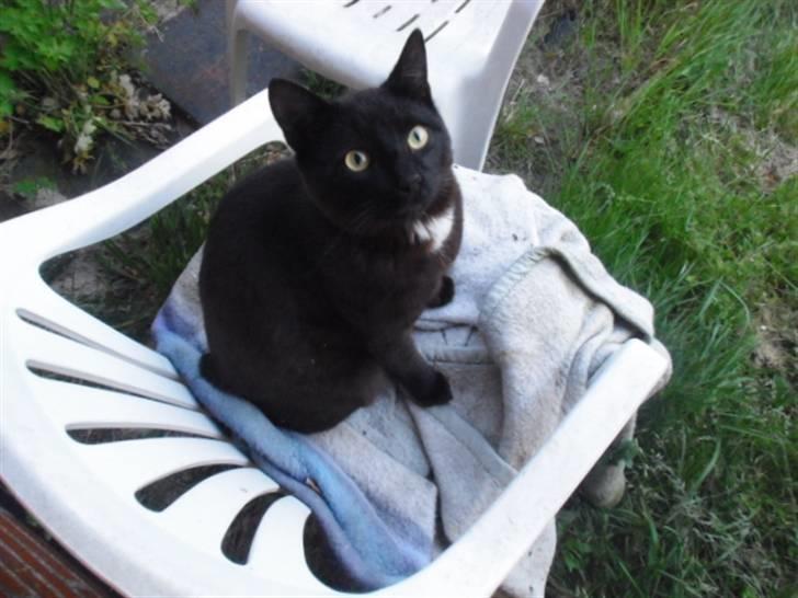 Blanding af racer Blackie billede 16