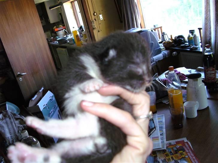 Huskat ingen navn i nu - vælkommen til killingens profil billede 1