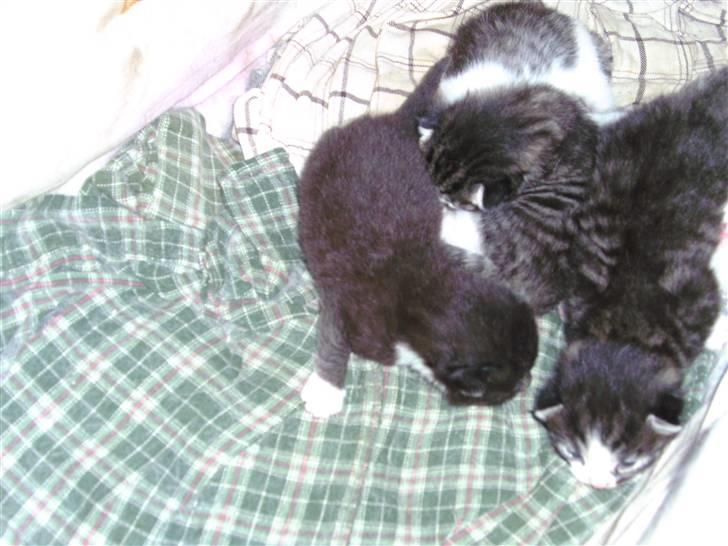 Huskat ingen navn i nu billede 2