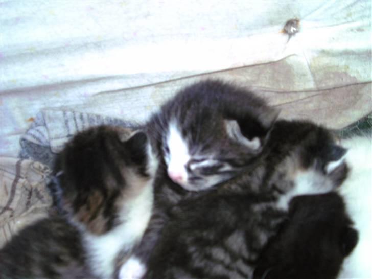 Huskat ingen navn i nu billede 3