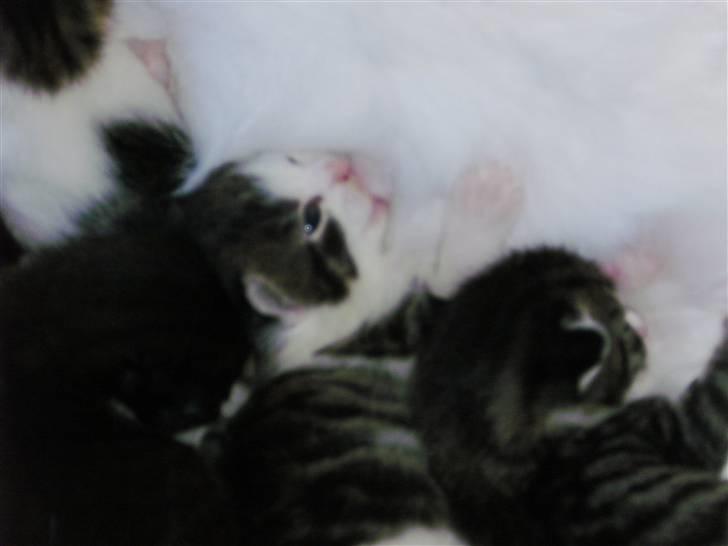 Huskat ingen navn i nu billede 4