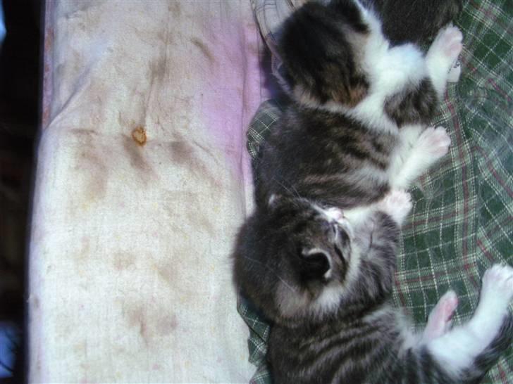 Huskat ingen navn i nu billede 5