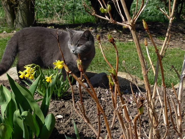 Blanding af racer pjevs billede 4