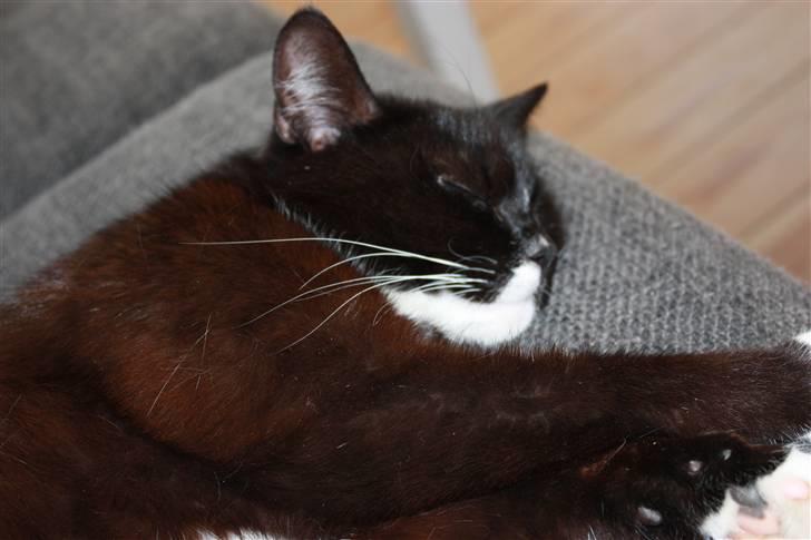 Blanding af racer Sille billede 1