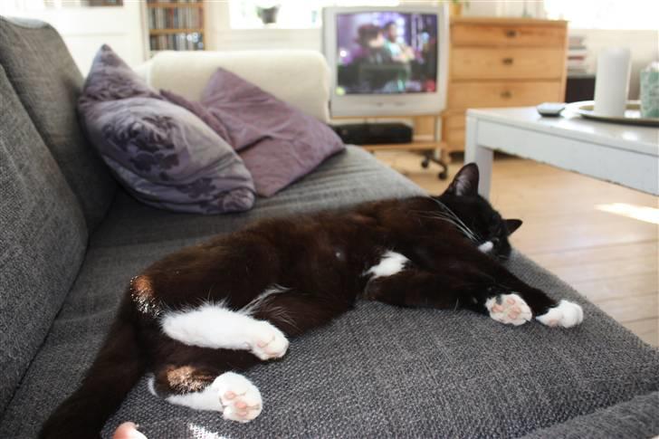 Blanding af racer Sille billede 2