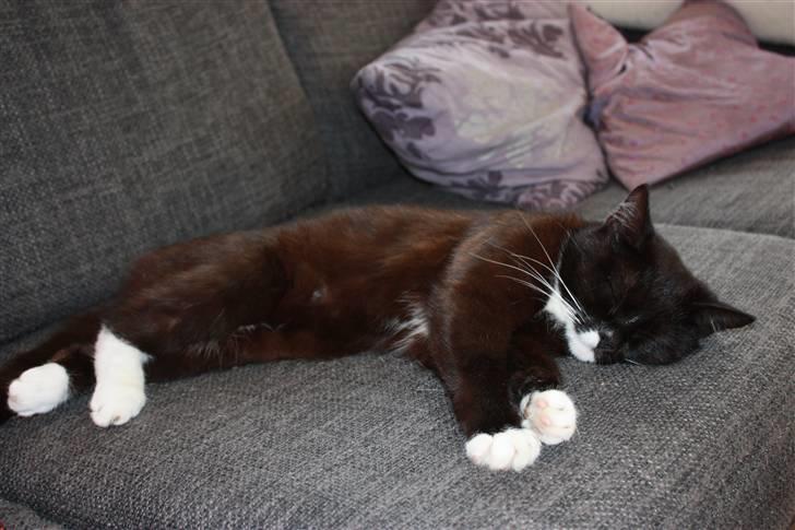 Blanding af racer Sille billede 3