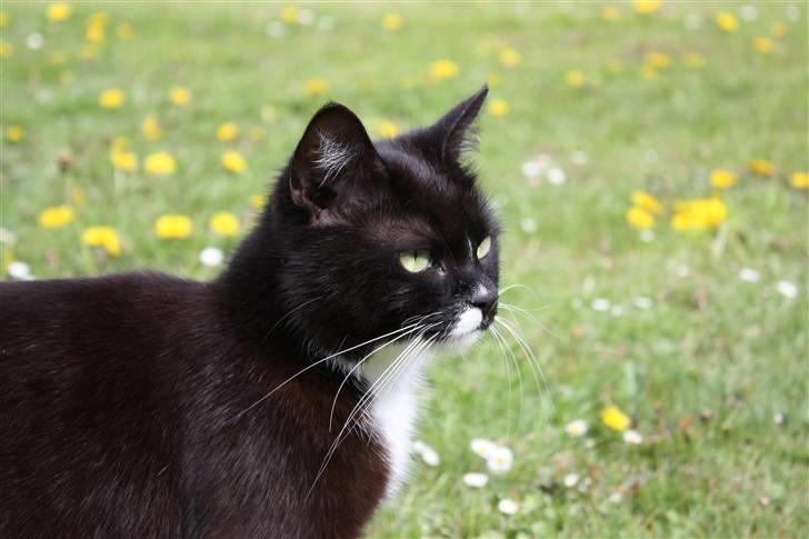 Blanding af racer Sille billede 4