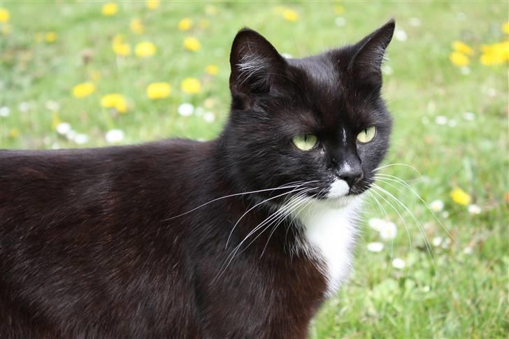 Blanding af racer Sille billede 5