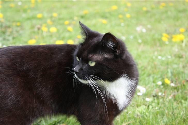 Blanding af racer Sille billede 6