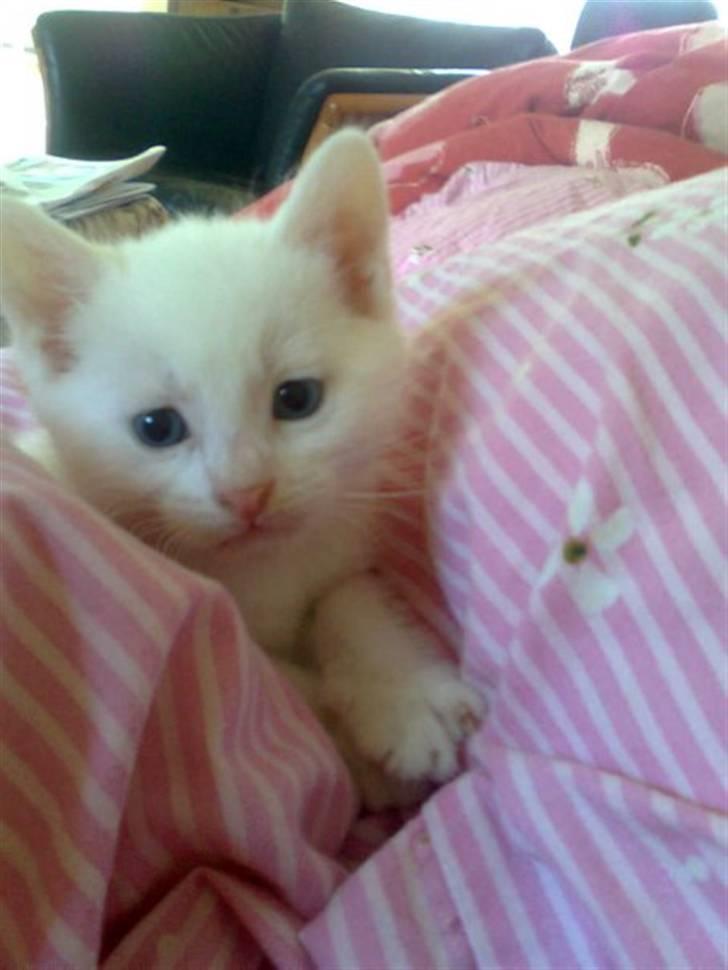 Blanding af racer SNEBOLD billede 1