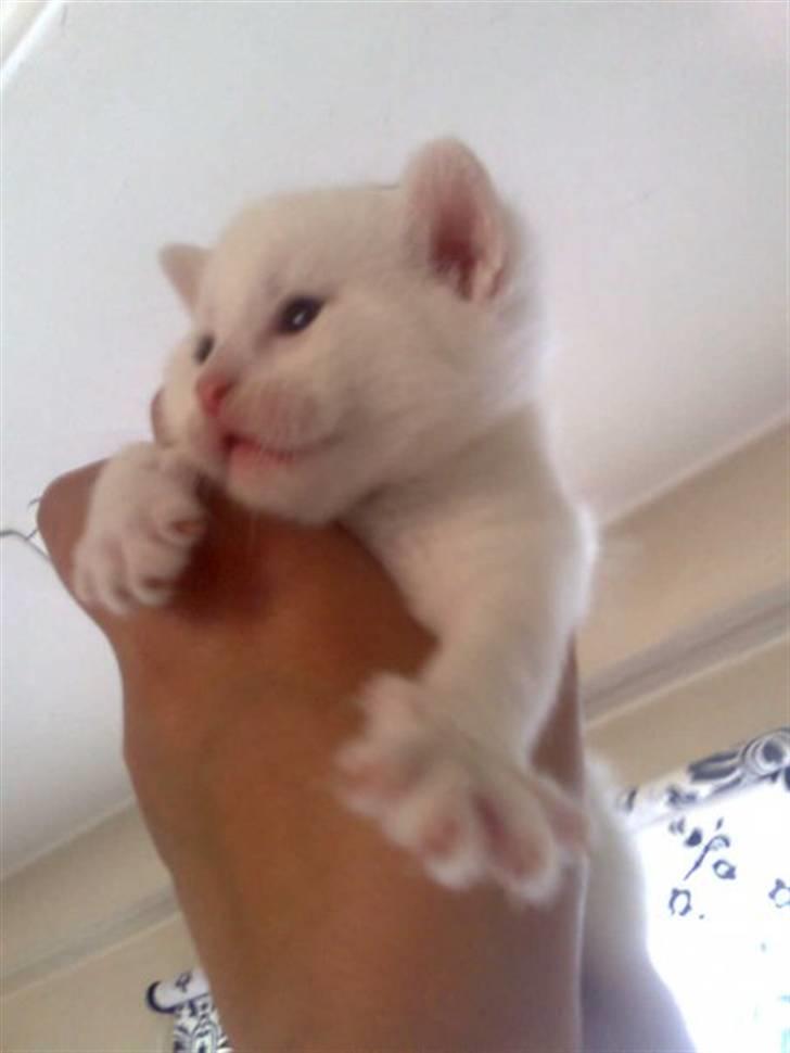 Blanding af racer SNEBOLD billede 2