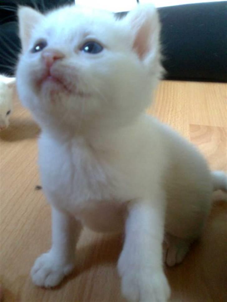 Blanding af racer SNEBOLD billede 3