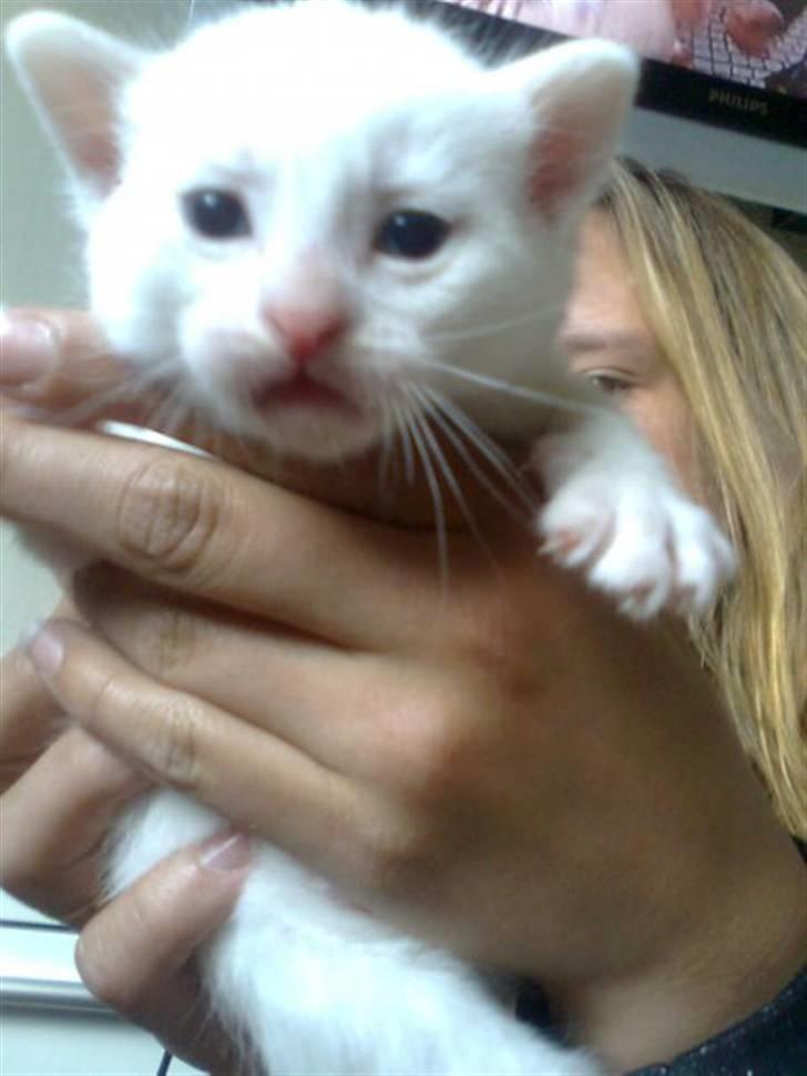 Blanding af racer SNEBOLD billede 4