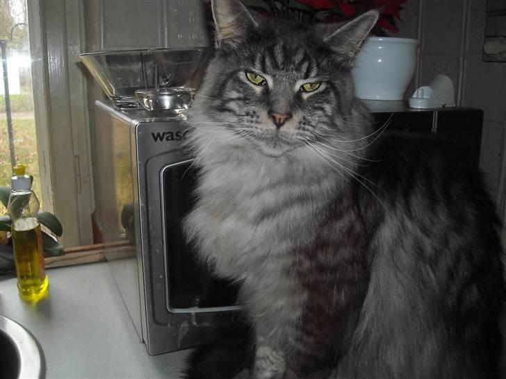 Maine Coon Jensen billede 1