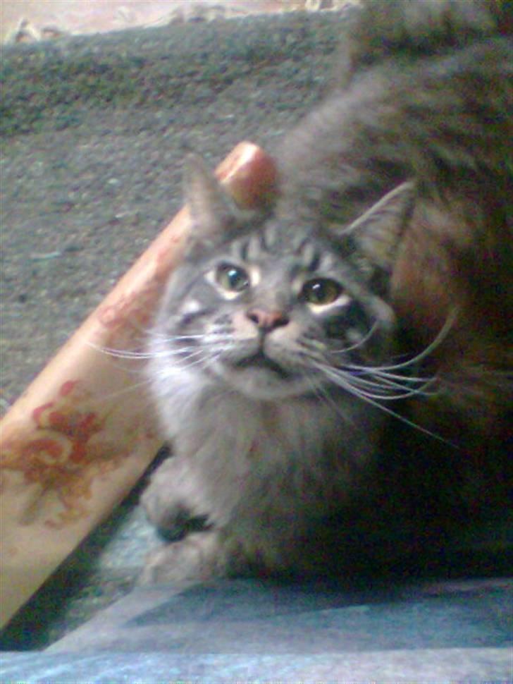 Maine Coon Jensen billede 2