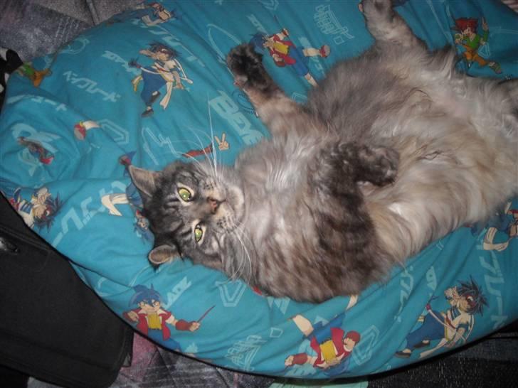 Maine Coon Jensen billede 3