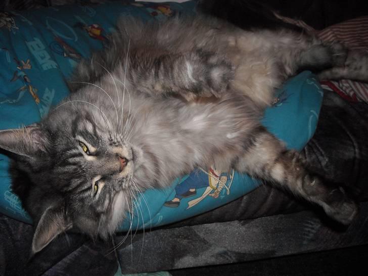 Maine Coon Jensen billede 5