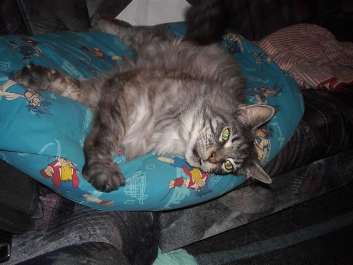 Maine Coon Jensen billede 6