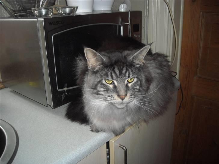 Maine Coon Jensen billede 7