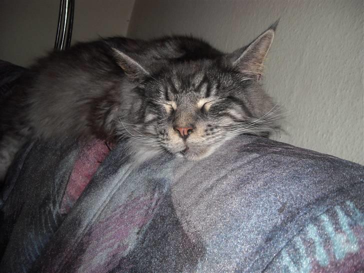 Maine Coon Jensen billede 8
